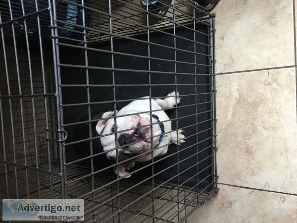 Bluish Rear color English Bulldog wpapers 8 months FOR SALE