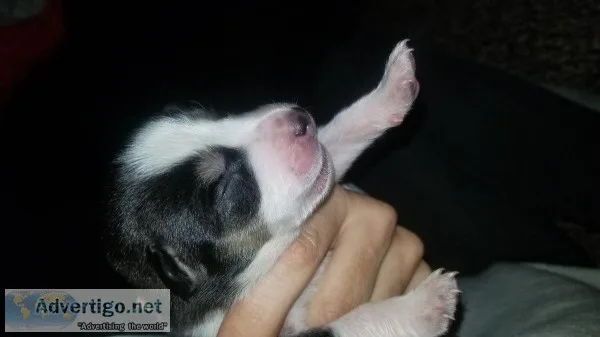 Husky sheltie mix