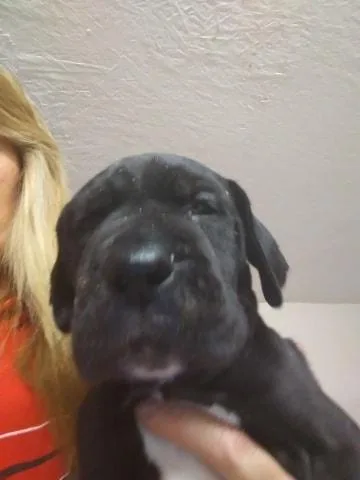 GREAT DANE