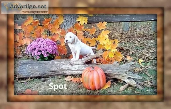 Spot Male ACA Dalmatian