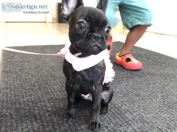 6month old female Frenchie Puppy avaialable