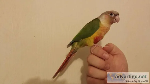 Pineapple Yellow Sided G.C. Conure