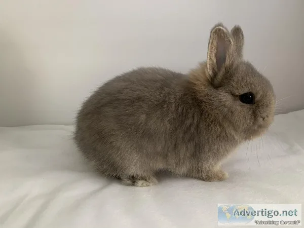 Netherland dwarf bunny