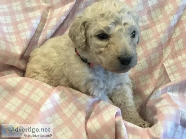 Standard Poodle Puppies