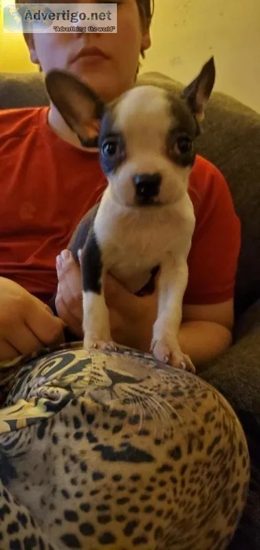 9 wk old Boston Terriers
