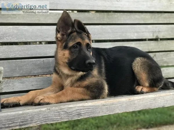 AKC purebred german shepherd