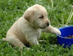 Labrador Retriever for rehoming