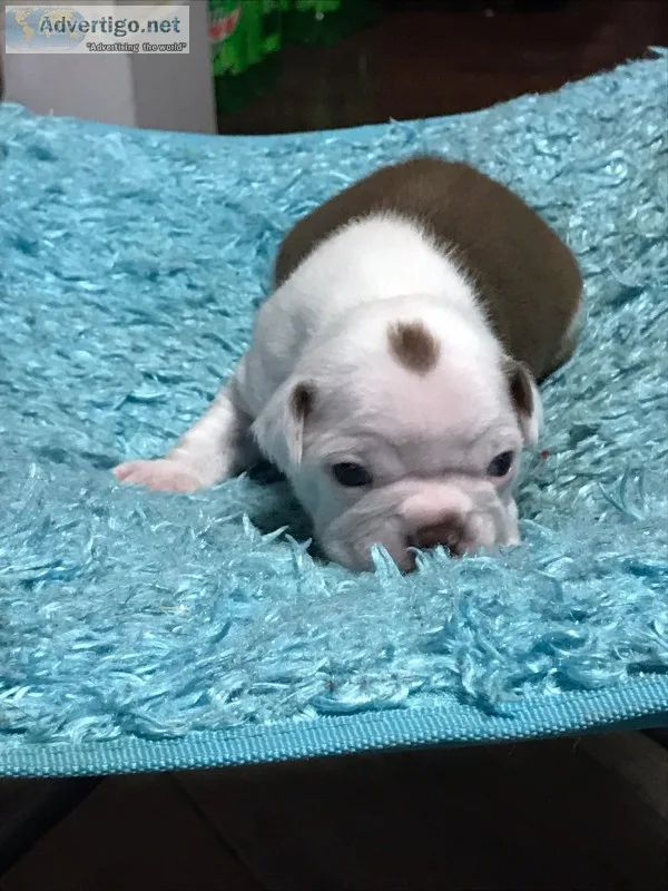 Boston terrier puppies