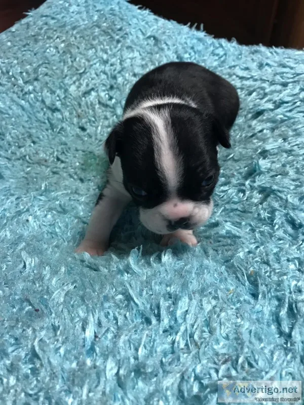 Boston terrier puppies