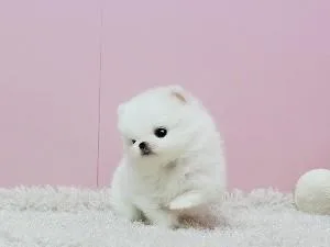 Ice White Pomeranian Available