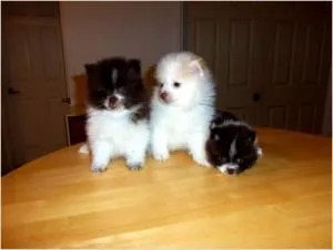 Ginger - Female Pomeranian