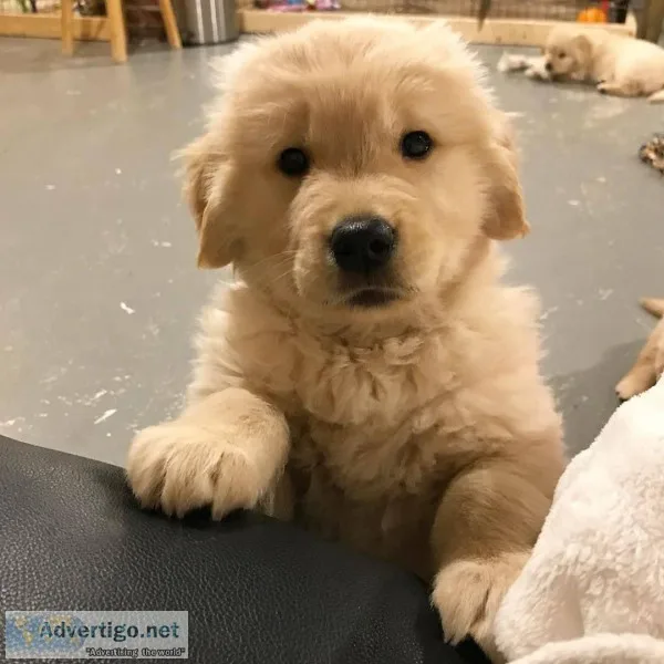well trained golden retriever puppies