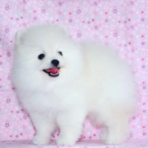 Two Awesome T-Cup Pomeranian Puppies