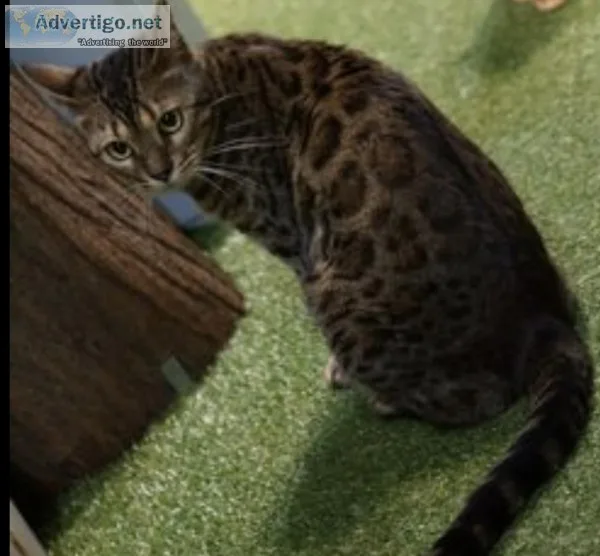 Male Bengal cat