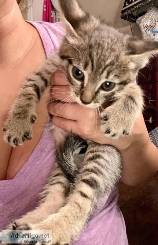 KITTENS - Males