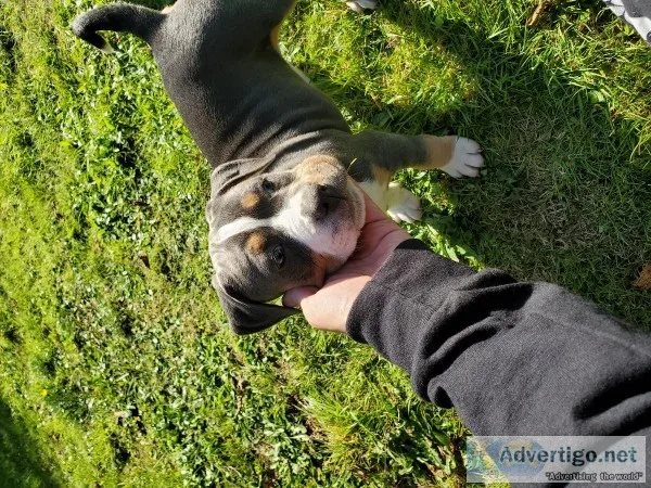 Ukc bully 8 weeks female