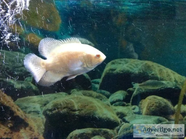 Oscar fish
