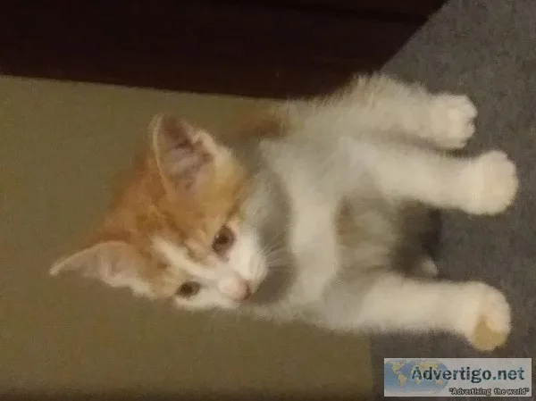Free 12 week old kittens