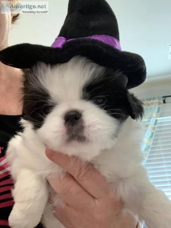 Japanese Chin Male &quotOtto&quot 1400