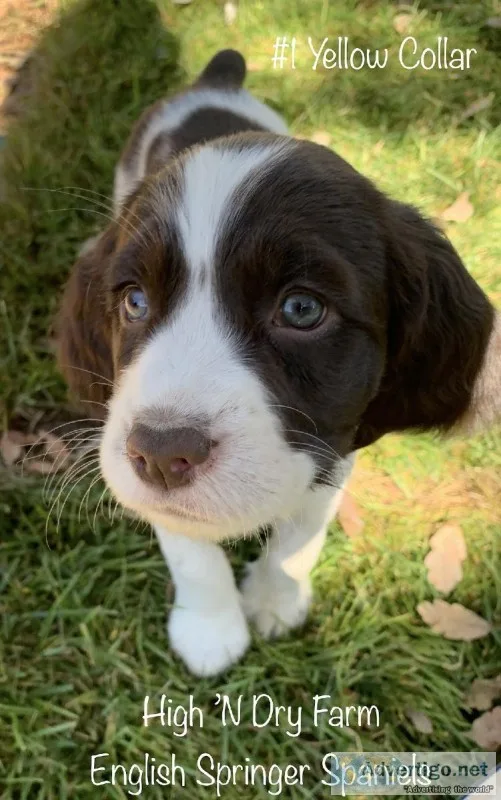 AKC English Springer Spaniel Male