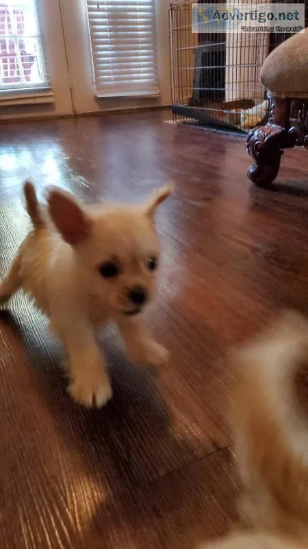 Puppies