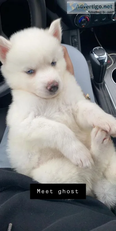 All white Siberian baby husky