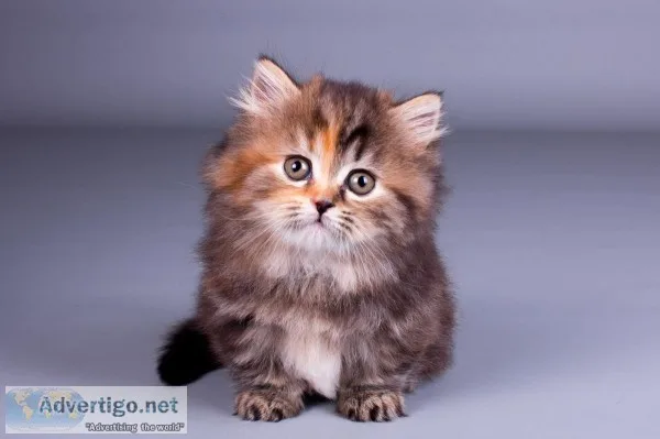 Maine Coon Cats for sale