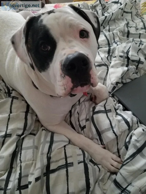 American Bulldog Puppy For Sale