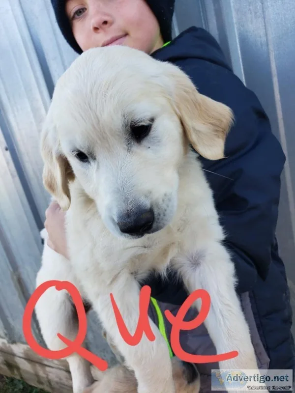 Purebred Golden Retriever Puppies
