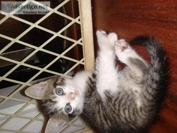 Kittens