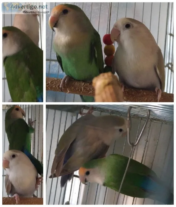 Lovebirds