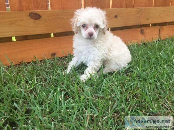 Toy Poodle Puppies Apricot
