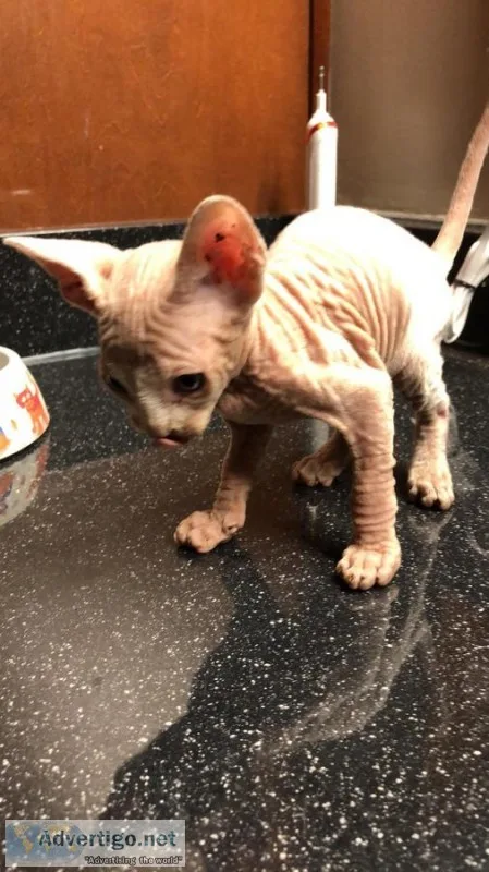 Sphynx Kittens