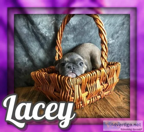 Coraline Female AKC French Bulldog