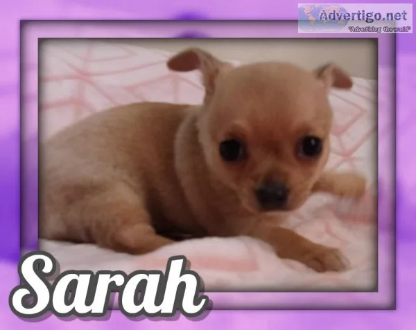 Sarah AKC Female Chihuahua
