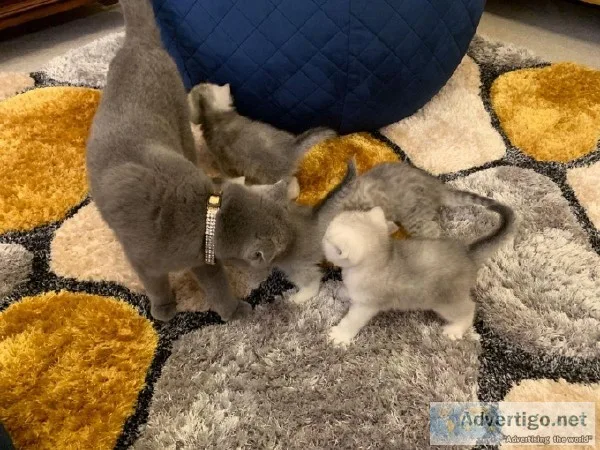 Beautiful Scottish Fold Blue