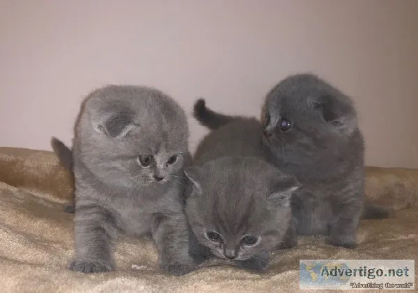 Beautiful Scottish Fold kittens are ready for a new home