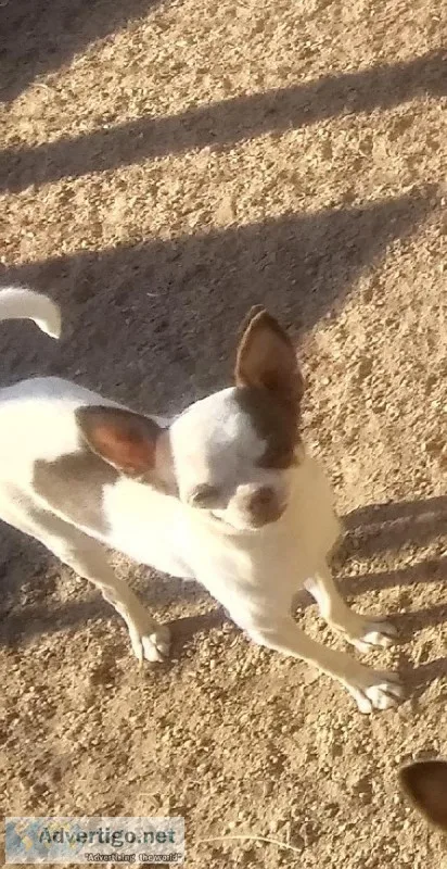 Apple Head Female Chihuahua AKC