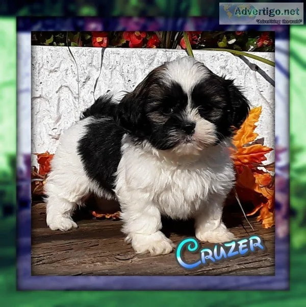 Cruzer Male Shihtzu