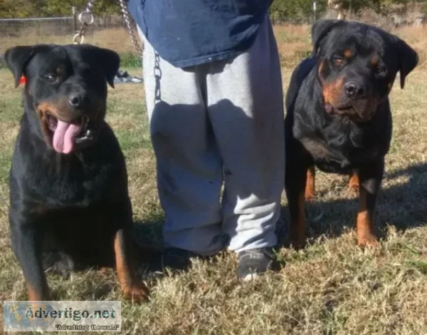 German Rottweilers