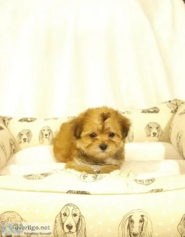 Teacup Morkie puppies shots and papers