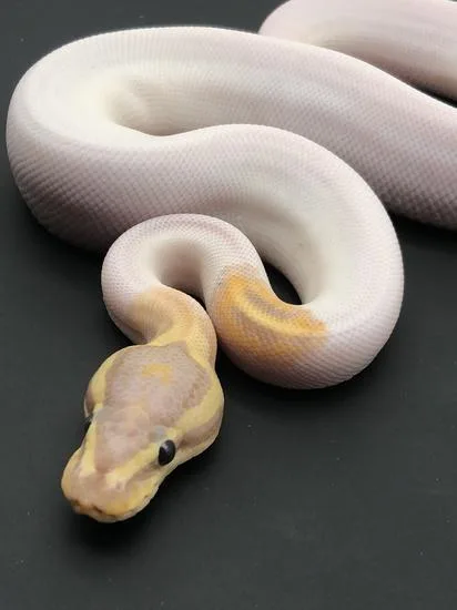 Pied Banana