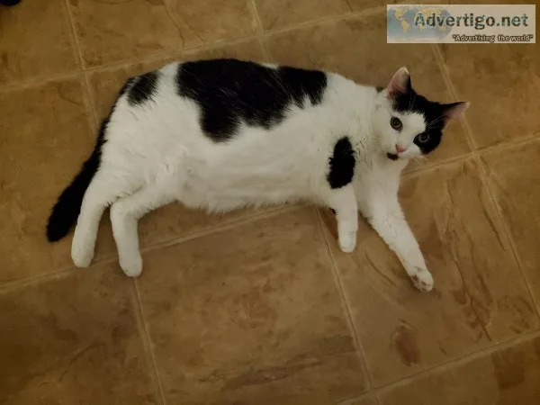 Female cat - spaded very friendly