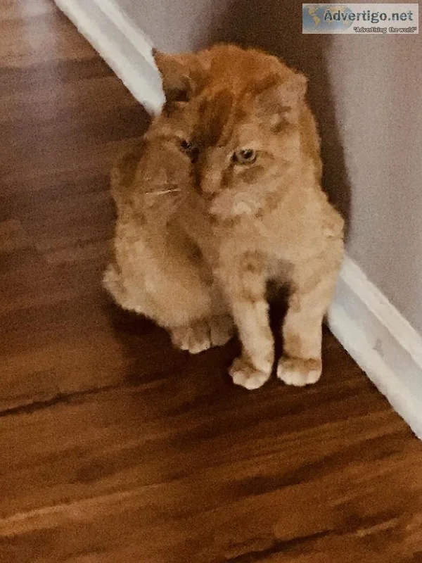 Older Cat needs loving home