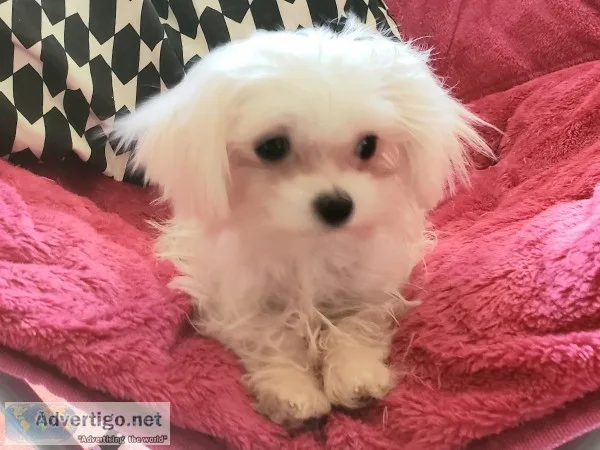 Tiny Maltese Puppy