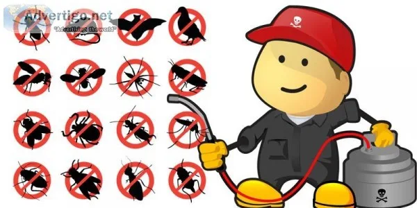 Pest and Terminate Control Services in Delhi