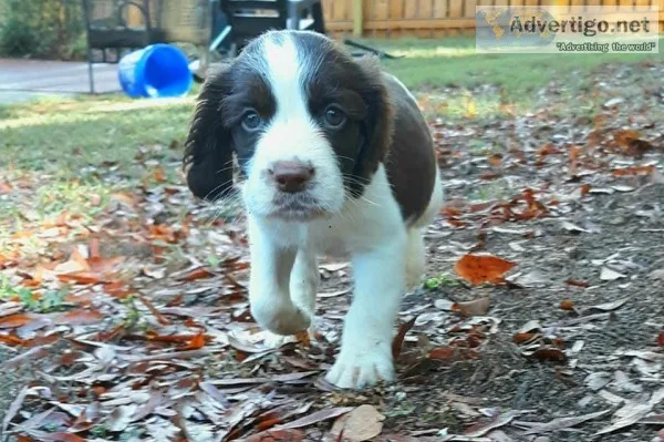 English Springer Spaniel Puppy