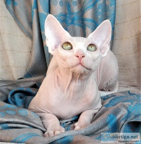 sphynx female