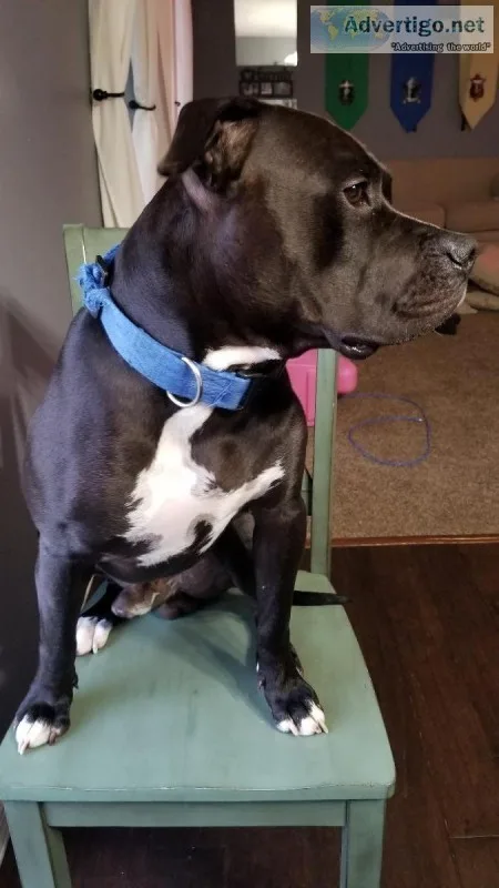Purebred Blue Nose Pitbulls