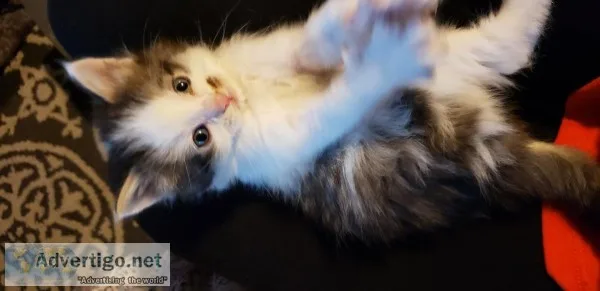Turkish Kitten s
